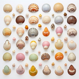Seashell Digital Download Art