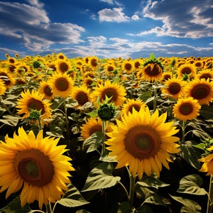 Sunflower Field Digital Download