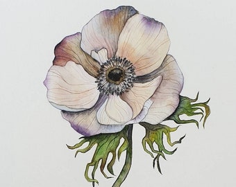 Light Anemone flower in original watercolor botanical painting - Floral art and wildflowers