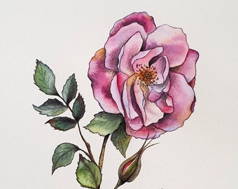 Pink and purple garden rose painting - Original watercolor flowers and botanical art illustrations