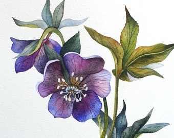 Black hellebore or Christmas rose original watercolor painting - Botanical artwork illustration of evergreen spring flower