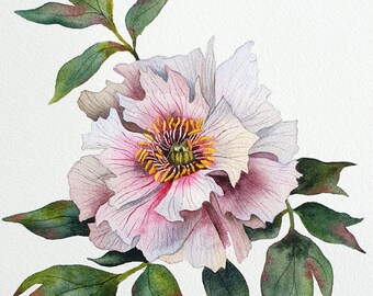 Watercolor Tree Peony flower with leaves in pink, white and green colors botanical painting for nature lovers - Original fine art for home