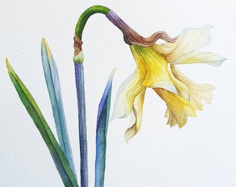 Original watercolor yellow daffodil painting - Botanical artwork of spring flower
