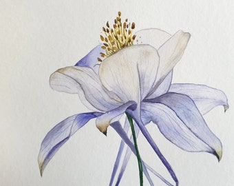 Aquilegia A4 original watercolor painting  - Blue and purple Colorado Colombine floral artwork