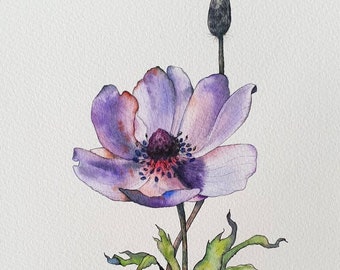 Purple Anemone from Jezreel Valley - Original watercolor botanical painting and flower illustrations