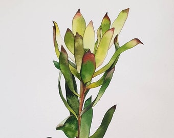 Leucadendron cone bush watercolor painting - Original protea wall art - Australian flowers and native plants - Green artwork - Safari sunset