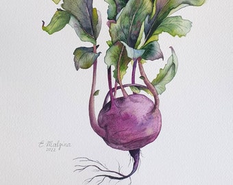 Kohlrabi cabbage painting - Original watercolor artwork with vegetables for kitchen decor - Food illustrations