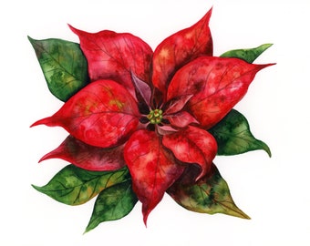 Christmas Poinsettia red green flower watercolor botanical painting. Original gift for winter holidays in traditional colors