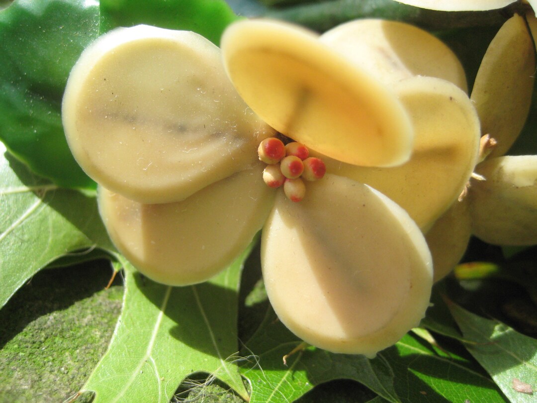 1910's Antique Wax Orange Blossom Bouquet / Bridal Veils and
