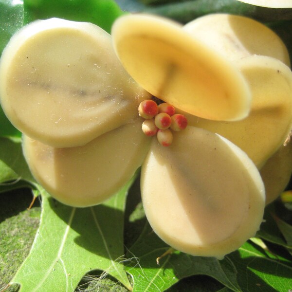 Wax Orange Blossom Etsy