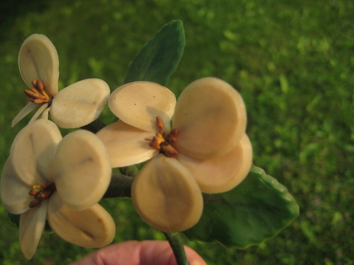 1910's Antique Wax Orange Blossom Bouquet Etsy