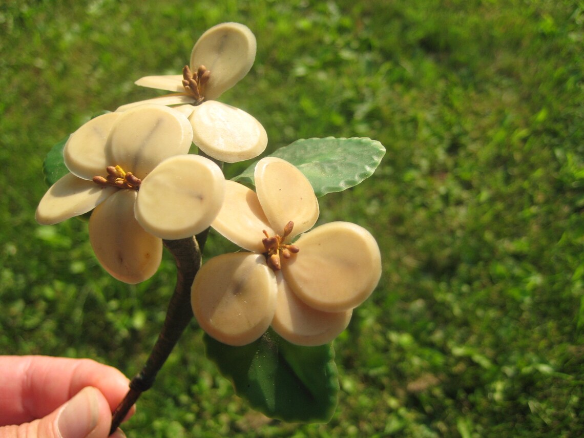 1910's Antique Wax Orange Blossom Bouquet Etsy