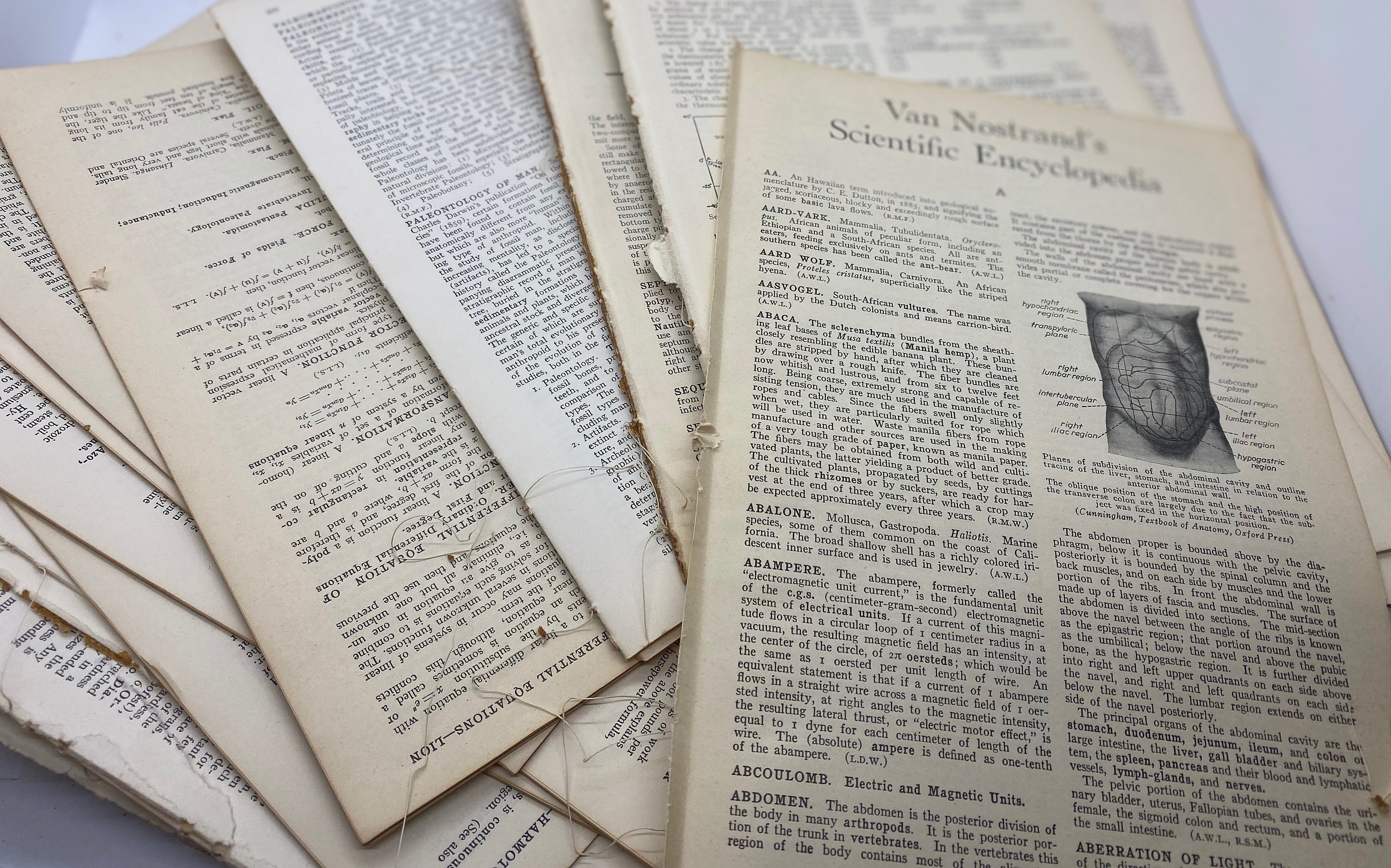 Vintage Encyclopedia Pages Mixed Vintage Illustrated Paper Lot Etsy