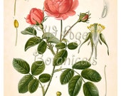 KOHLER Botanical Print 11x14 Antique Art Print Vintage Plate Chart Red Pink ROSE French Summer Garden Flowers Kitchen Wall Art Decor LBF0741