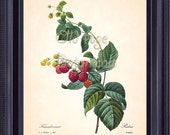 REDOUTE Antique French Fruit Print Red RASPBERRY Raspberries 8x10 Art Print Vintage Botanical Plate 40 Summer Garden Home Wall Decor FV1327