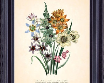 Pink Flower Art Print Floral Wall Art Pink Ixia Antique Flower Print Country Decor Hulme Botany Print Original Botanical Litho