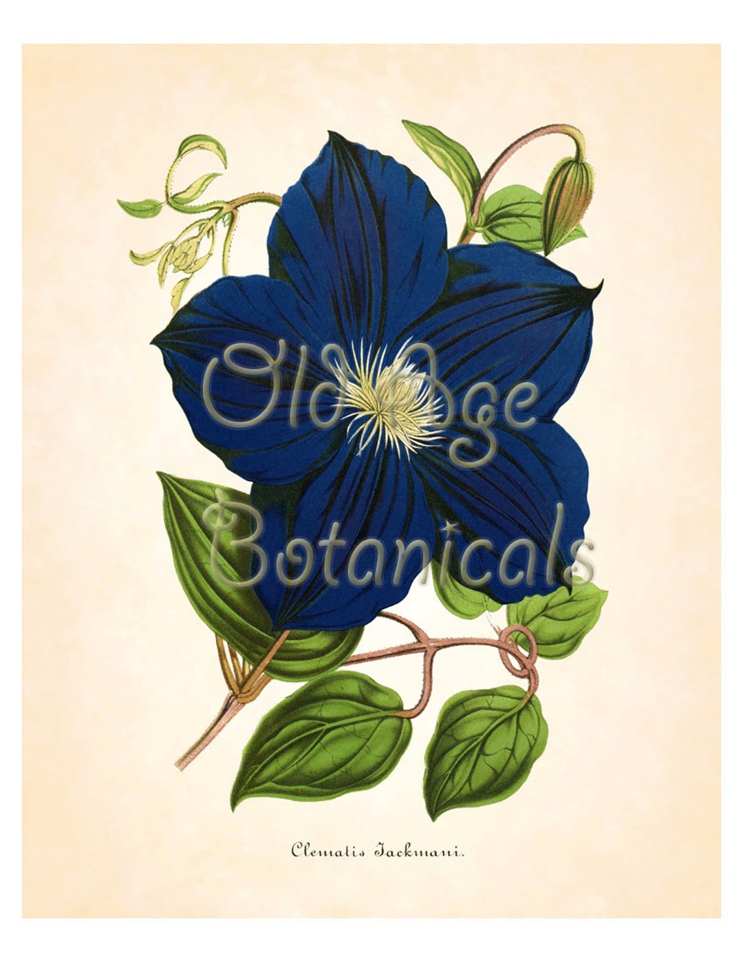 Antique Botanical Print 8x10 Art Print Large Vintage CLEMATIS Navy Blue ...