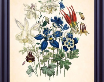 Botanical 8x10 Art Print Jane LOUDON Blue AQUILEGIA Antique Bouquet Beautiful Flowers Vintage  Wall Decor for Framing BF1122