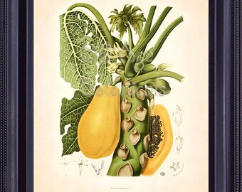 FRUIT PRINT 8x10 Botanical Antique Art Carica Papaya Pawpaw Tropical Exotic Tree-like Plant Rare Illustration FV0101