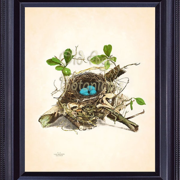 Bird Nest Print Blue Eggs 8x10 Vintage Antique Botanical Art Print Plate 2 Natural History Forest Tree Leaves Nature Home Wall Decor BN0101