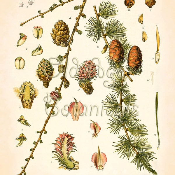 Botanical Print 11x14 KOHLER Vintage Art European Larch Cones Evergreen Ornamental Coniferous Tree Antique Plate Interior Design LBF0710