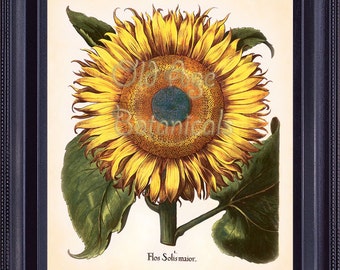 BESLER Botanical Print 8x10 Vintage Art Plate Large SUNFLOWER Bold Bright Yellow Plant Seeds Green Leaves Kitchen Wall Decoration BF0107