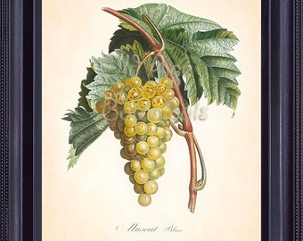 POITEAU 8x10 Botanical Print Fruit Art Print White Wine Grape MUSCAT Vintage Art Plate Chart Home Decor Kitchen Illustration to Frame FV1402