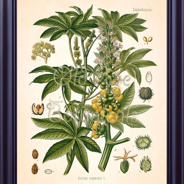 Kohler Botanical Print 8x10 Antique Art Vintage Plate RICINUS COMMUNIS Castor Oil Plant Medicinal Plants 1887 Kitchen Wall Art Decor BF0745