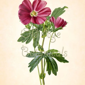 Callirhoe involucrata Texas WINECUP Purple Poppy Mallow Flower Botanical 11x14 Art Print Vintage Plate Antique Plant Wall Home Decor LBF2401