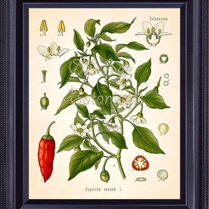 KOHLER Botanical Print Red Hot Chili PEPPER Capsicum 8x10 Vintage Art Plate Chart Medicinal Plants Antique Engraving Home Wall Decor BF0733