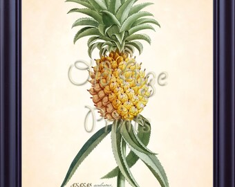 Antique EHRET Botanical Print Yellow PINEAPPLE Ananas 8x10 Antuque Art Print Natural History Vintage Botanical Plate Wall Decor BF1702