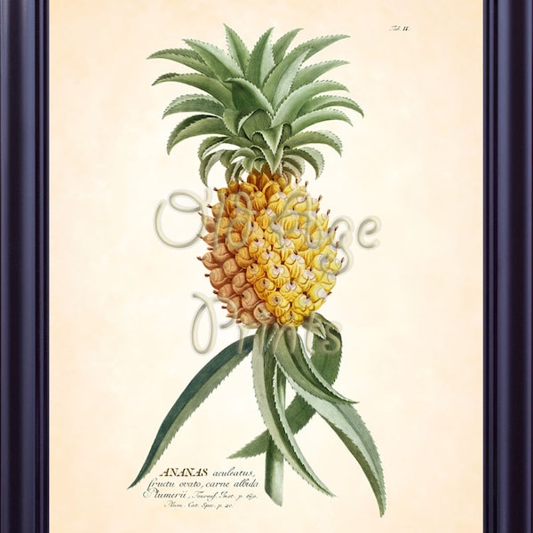 Antique EHRET Botanical Print Yellow PINEAPPLE Ananas 8x10 Antuque Art Print Natural History Vintage Botanical Plate Wall Decor BF1702