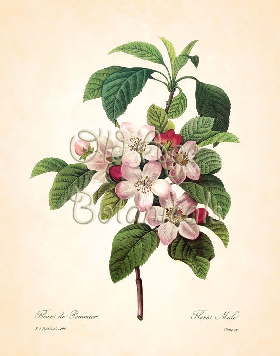 Redoute Antique Botanical 11x14 Art Print Apple Blossom Fleurs De