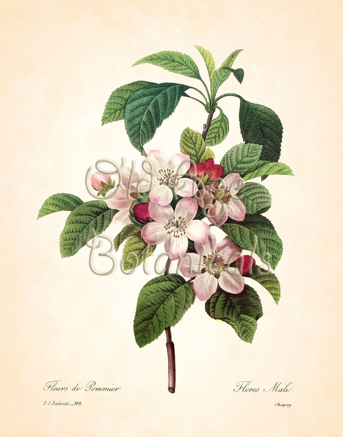 Redoute Antique Botanical 11x14 Art Print Apple Blossom