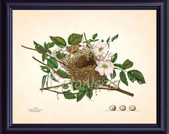SPARROW Bird Nest Egg Print Vintage Antique 8x10 Botanical Art Print Plate 16 Nature Forest Tree Branch Pink Flowers Wall Art Decor BN0107