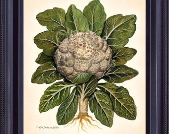 Vegetable GARDEN 8x10 Print Aldrovandi Vintage Art ITALIAN Large Cauliflower Botanical Plate Plant Home Kitchen Wall Decor FV0601