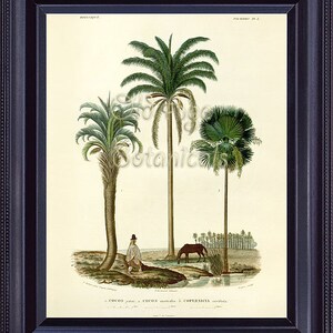 D&#39;Orbigny Botanical Print Palmers Plate 1 Vintage 8x10 French Naturalist Antique cocos PALM TREES Coconut Horse Landscape Wall Decor MT0101