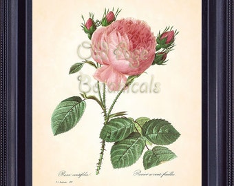 REDOUTE Botanical Print 8x10 Art Print Antique Flower Light Pink ROSE Wall Art Decoration Summer Garden Vintage Plate Illustration BF1310