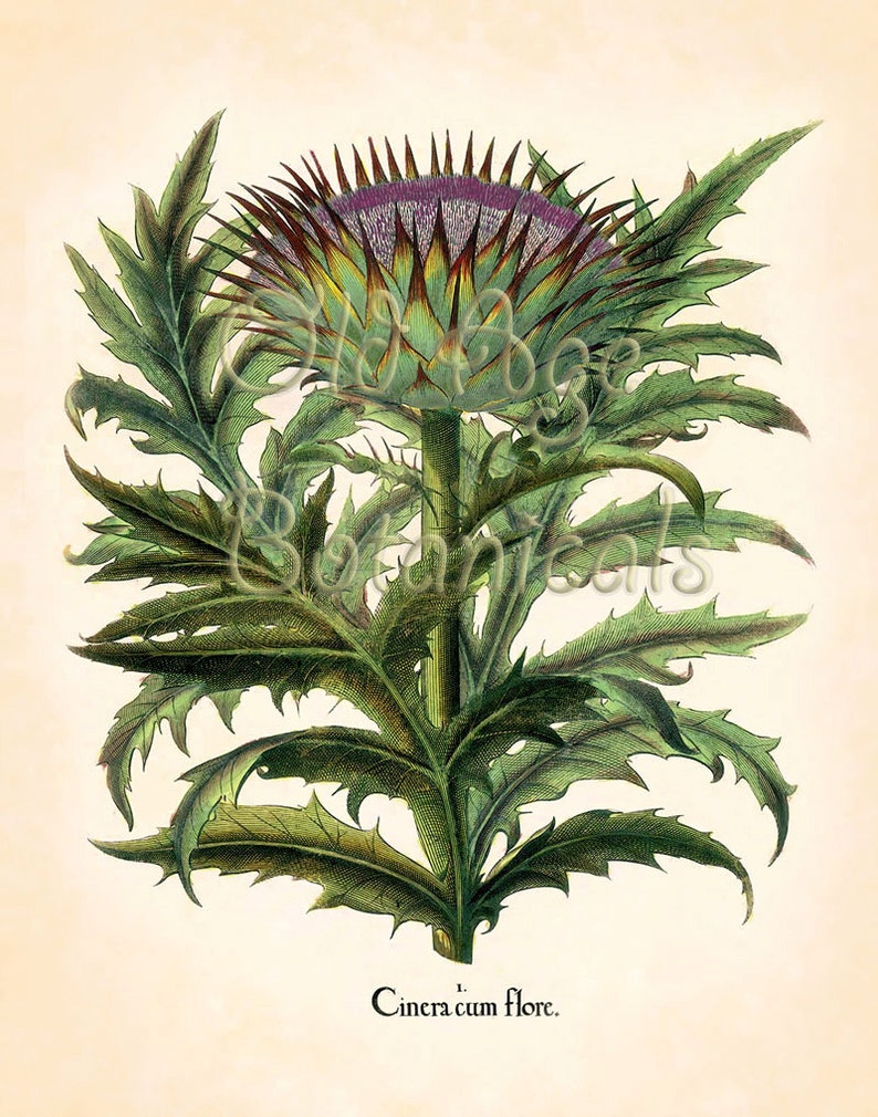 Botanical 11x14 Art Print CARDOON Huge Blue Yellow Purple - Etsy