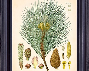 KOHLER Botanical Print 8x10 Vintage Art Corsican Pine Tree Large Shoots Cones Antique Plate Wall Decor to Frame BF0711