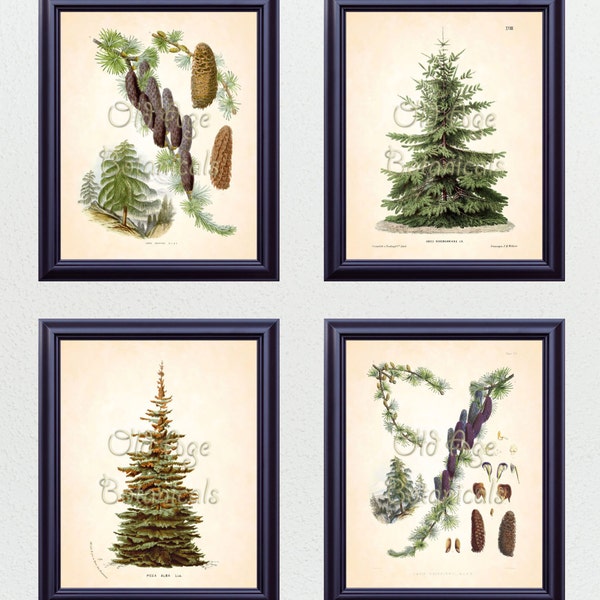 Antique Botanical Print SET of 4 8x10 Art Prints Fir Pine Trees Perfect Christmas Gift Evergreen Winter Plants Home Decor to Frame BF0623