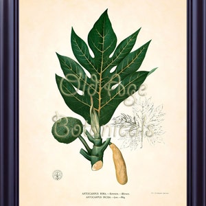 May include: A vintage botanical illustration of a breadfruit tree, Artocarpus rima, with green leaves and a yellow fruit. The illustration is labeled with the scientific name and common name of the plant.