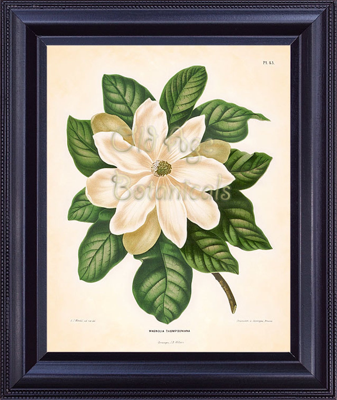 Botanical Vintage 8x10 Print Huge White Magnolia Flower Bloom - Etsy