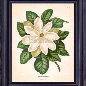 Botanical Vintage 8x10 Print Huge White Magnolia Flower Bloom Plant WENDEL Plate Large Art Room Wall Decor BF0301