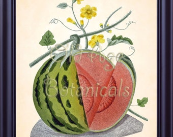 BOTANICAL Print 8x10 Vintage Antique Kitchen Art Fruits Watermelon Polignac Melon BROOKSHAW Wall Art Home Decor to Frame Red Green FV0016