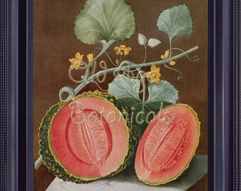 8x10 BOTANICAL Print Antique Vintage Kitchen Fruit Art Print Melon Watermelon BROOKSHAW 1812 Red Orange Home Wall Decor Illustration FV0003