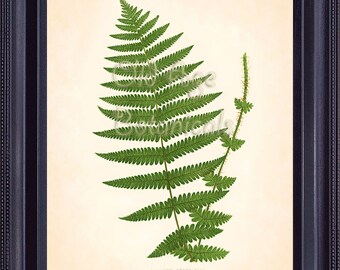 Fern Print Lowe 8x10 Botanical Vintage Antique Art Plate ASPIDIUM OREOPTERIS Plant Nature Botany Home Decor Illustration Reproduction FC0303