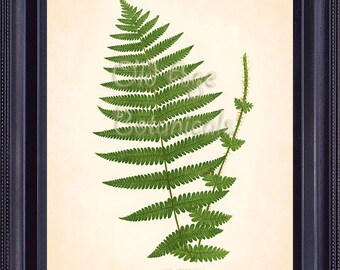 Fern Print Lowe 8x10 Botanical Vintage Antique Art Plate ASPIDIUM OREOPTERIS Plant Nature Botany Home Decor Illustration Reproduction FC0303