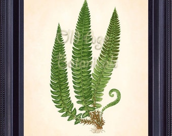 Fern Print Lowe 8x10 Botanical Vintage Antique Art Plate ASPIDIUM LONGITIS Green Leaves Plant Nature Botany Room Wall Decor FC0301