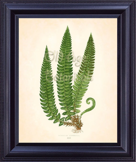 Fern Print Lowe 8x10 Botanical Vintage Antique Art Plate | Etsy